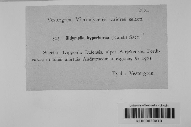 Didymella hyperborea image