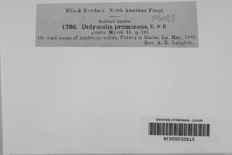 Didymella image