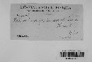 Didymium farinaceum image