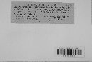 Discostroma tostum image