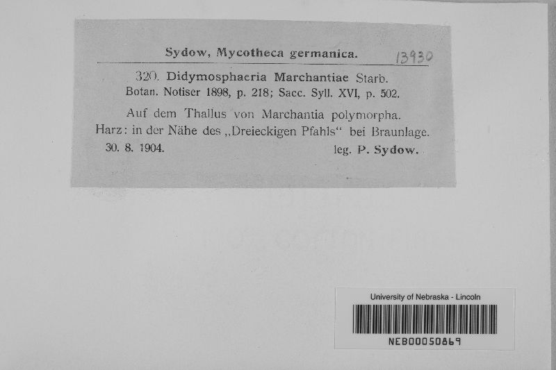 Didymosphaeria marchantiae image