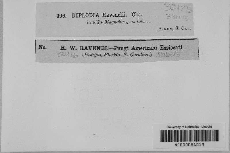 Diplodia ravenelii image