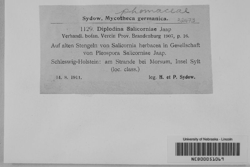 Diplodia salicorniae image