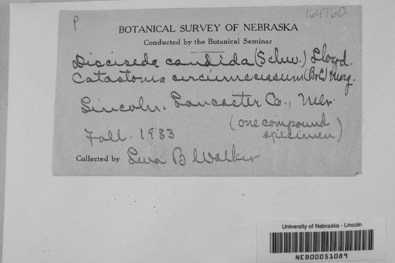 Disciseda candida image