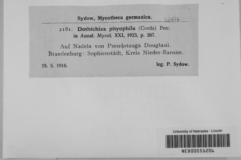 Dothichiza pityophila image