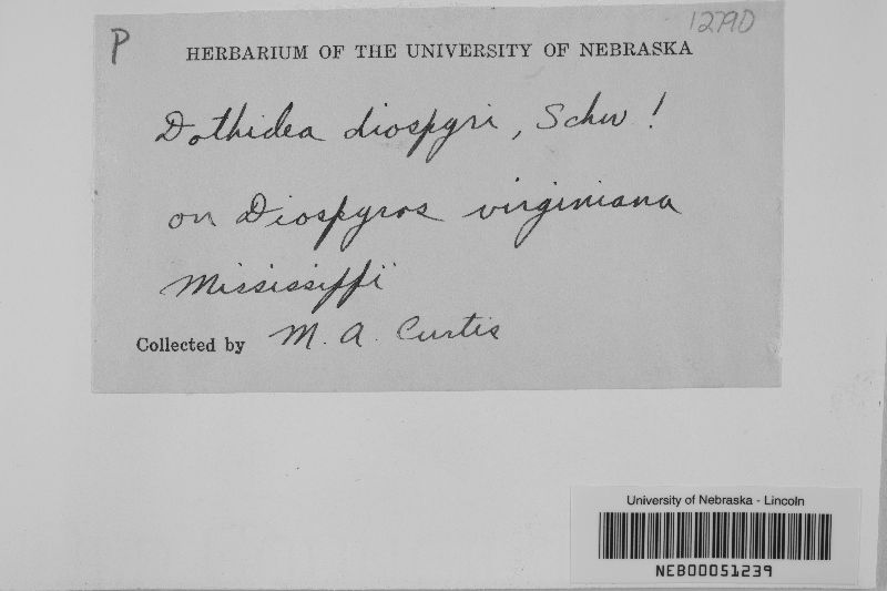 Dothidea diospyri image