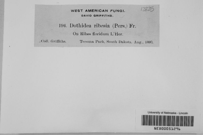 Dothiora ribesia image