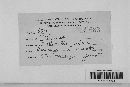 Dothidella ulmi image