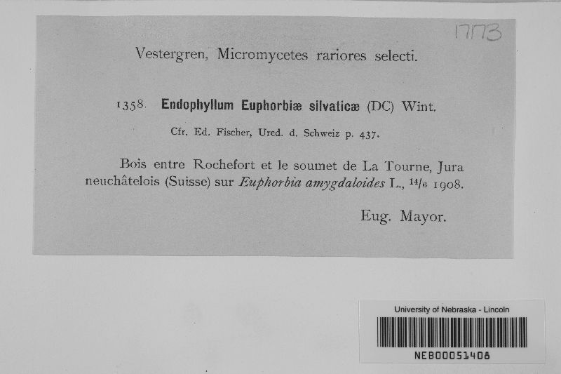 Endophyllum euphorbiae-sylvaticae image