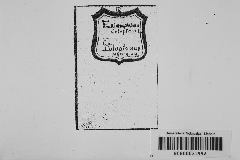 Entomophaga calopteni image