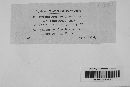Diplocarpon mespili image