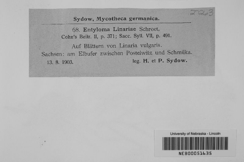 Entylomataceae image