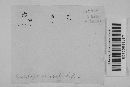 Eballistra lineata image