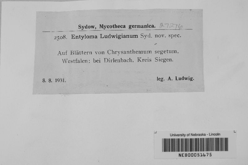 Entyloma ludwigianum image