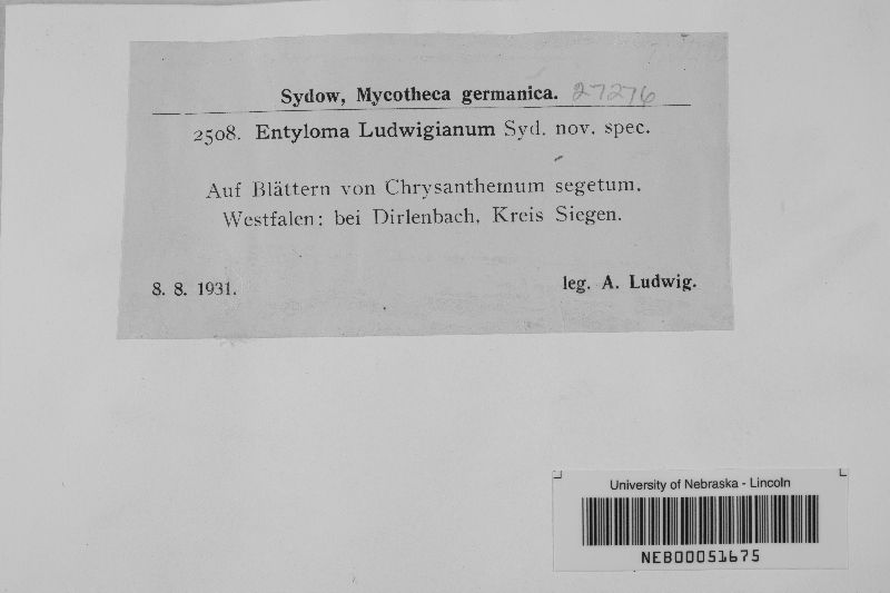 Entyloma ludwigianum image