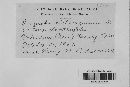 Golovinomyces cichoracearum image