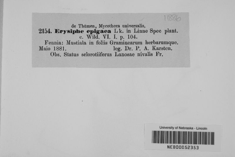 Erysiphe epigaea image