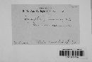 Blumeria graminis image