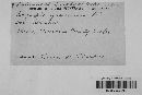 Blumeria graminis image