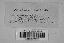Erysiphe polygoni image