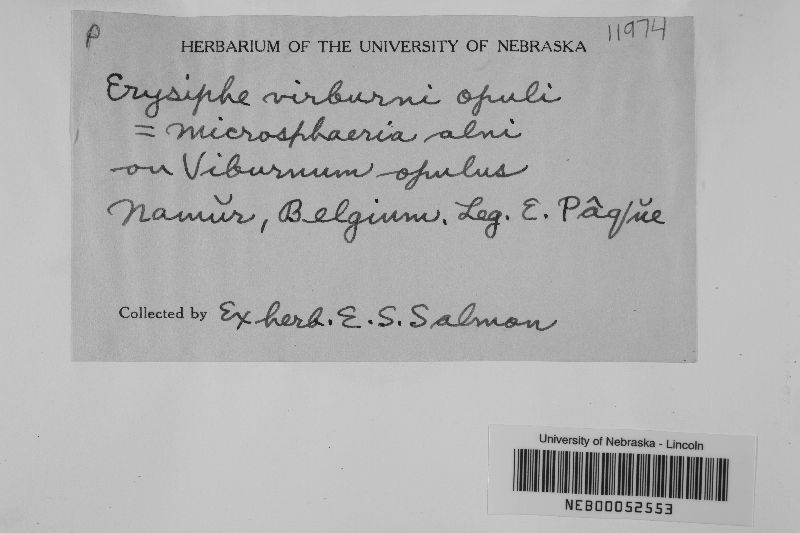 Erysiphe viburni image
