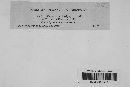 Erysiphe polygoni image
