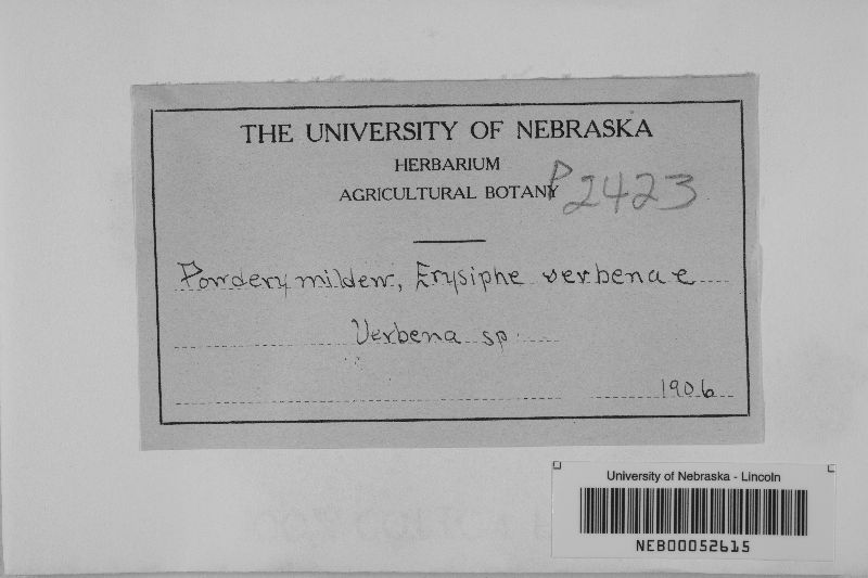 Erysiphe verbenae image