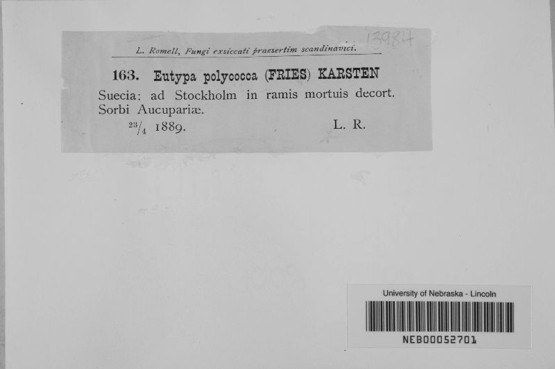 Eutypa polycocca image