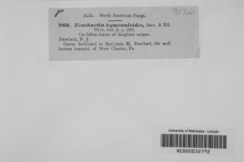 Everhartia image