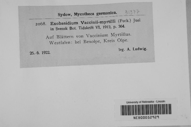 Exobasidium vaccinii-myrtilli image