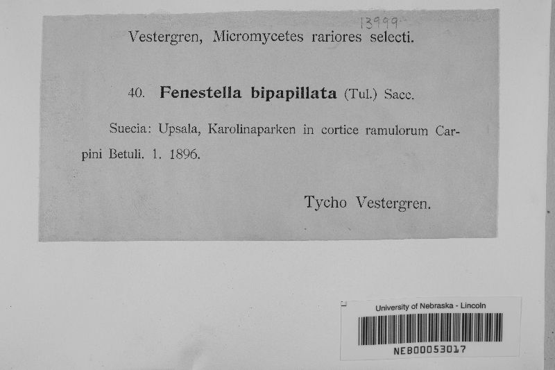 Fenestella image
