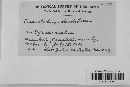 Venturia inaequalis image