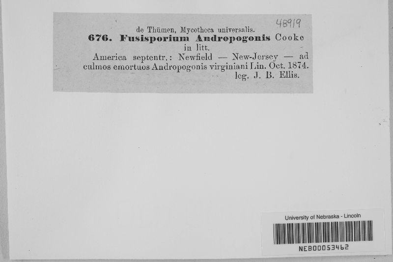 Fusisporium andropogonis image
