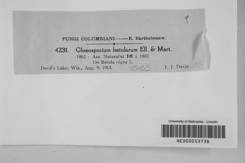 Gloeosporium betularum image