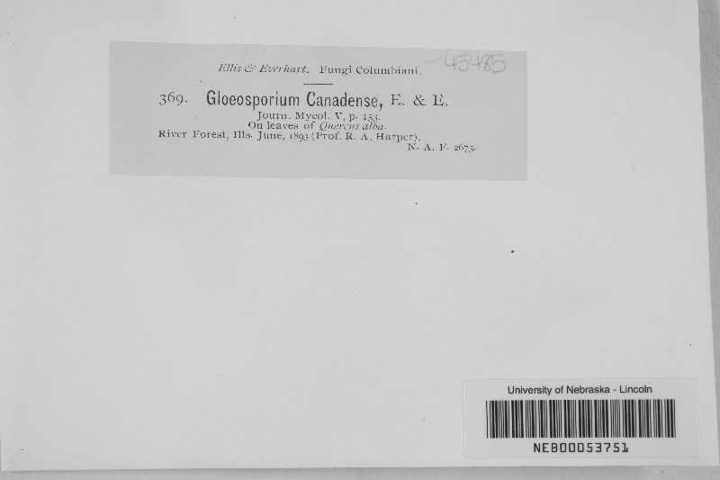 Gloeosporium canadense image