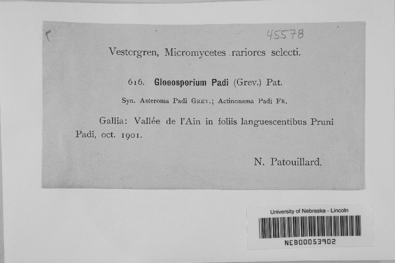 Gloeosporium padi image