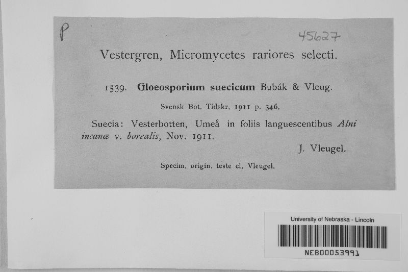 Gloeosporium suecicum image