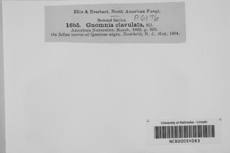 Gnomonia clavulata image