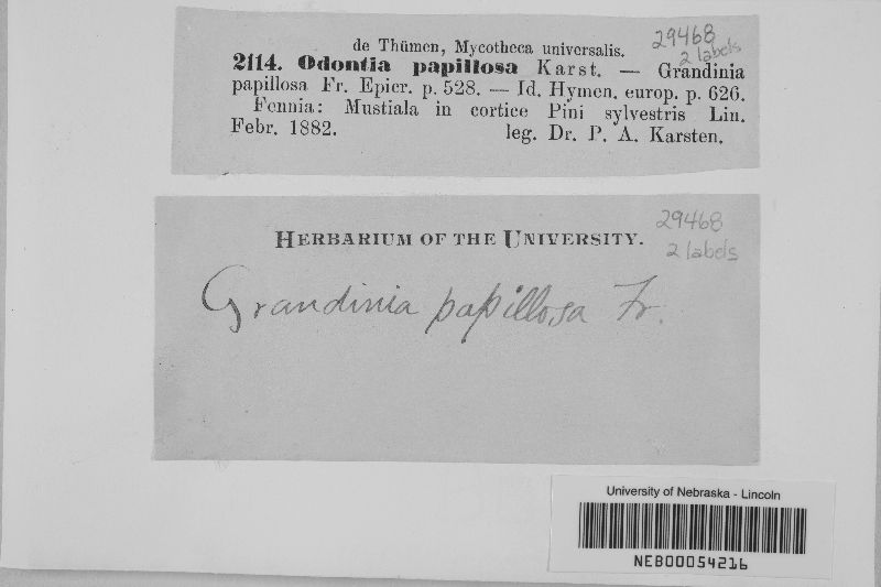 Grandinia papillosa image