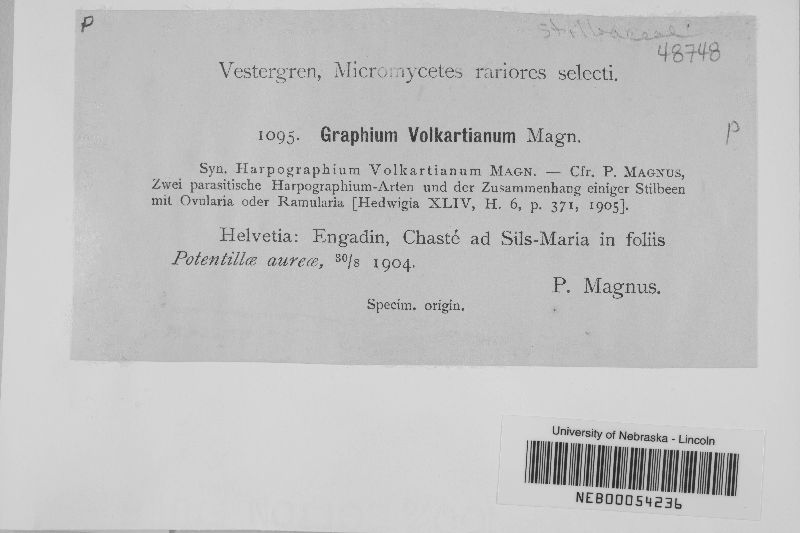 Graphium volkartianum image
