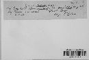 Graphiola phoenicis image