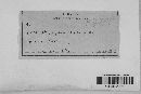 Guignardia bidwellii image