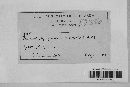 Guignardia bidwellii image