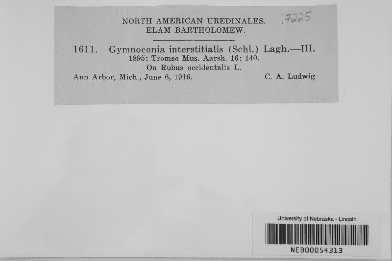 Gymnoconia interstitialis image