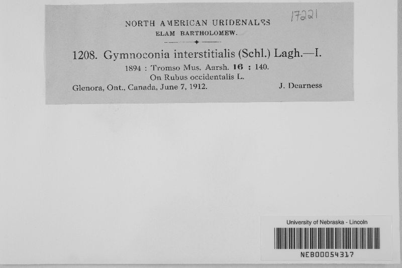 Gymnoconia interstitialis image