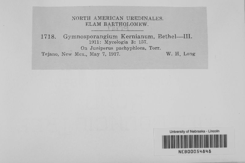 Gymnosporangium kernianum image