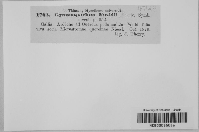 Gymnosporium fusidii image