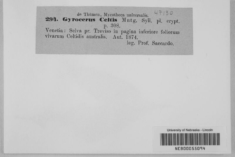 Gyrocerus celtis image