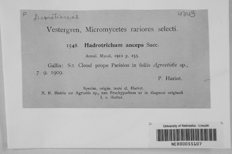 Hadrotrichum anceps image