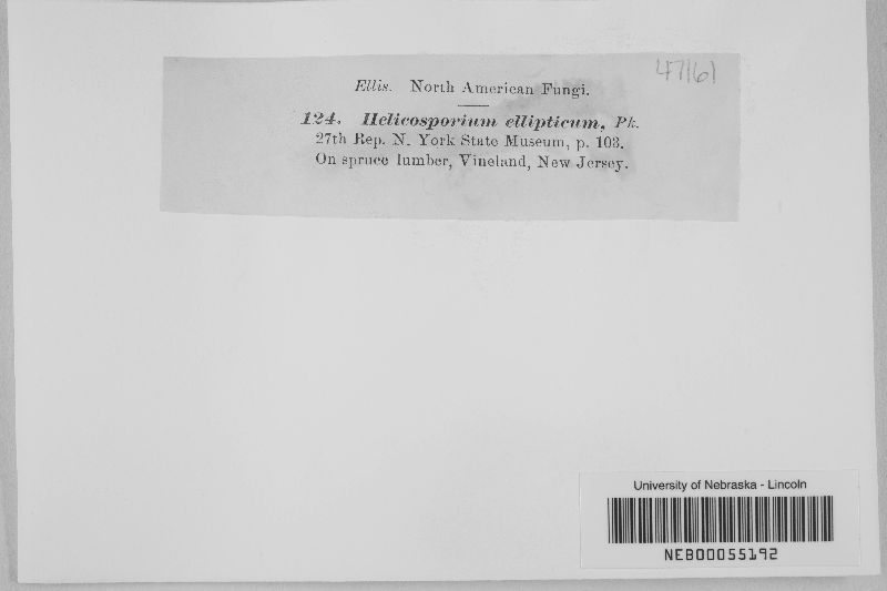 Helicosporium ellipticum image